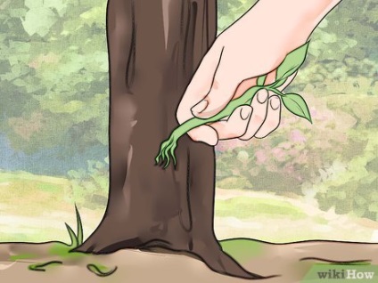 Cum să cultivați un cireș