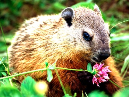 Cum de a deschide o afacere pe creșterea și întreținerea nutria nutrian