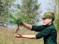 Як пересаджувати сосни