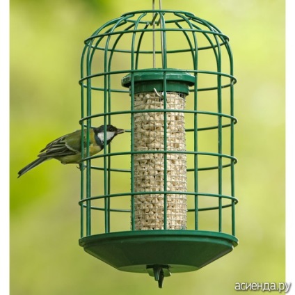 Cum să hrăniți păsări mici (țâțe) și să ieșiți patruzeci