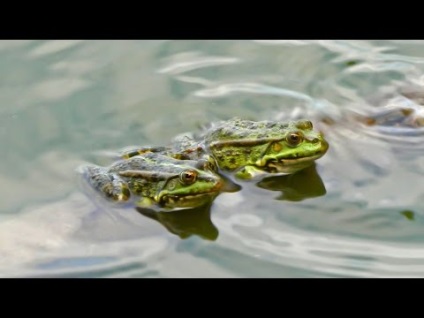 Hogyan lehet elkapni egy vipera hogyan kell a kígyó a kezében