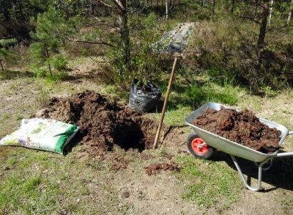 Cum să plantezi un răsad de pomi fructiferi, este o dacha!