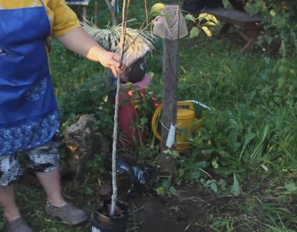 Cum să plantezi un răsad de pomi fructiferi, este o dacha!