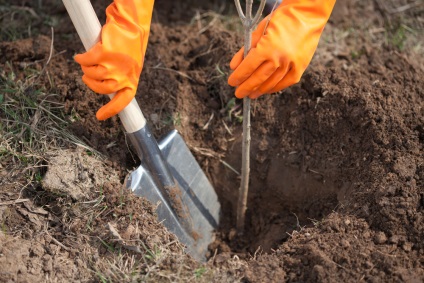 Cum să plantezi un răsad de pomi fructiferi, este o dacha!