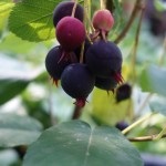Cum să plantați pomi fructiferi în mod corespunzător pentru un începător