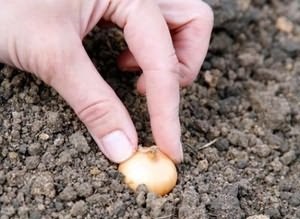 Cum să plantezi în mod corespunzător o ceapă
