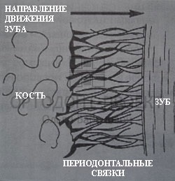 Як відбувається переміщення зубів при ортодонтичному лікуванні