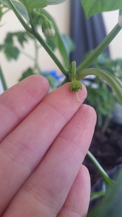 Hogyan lehet felismerni és meddő virágok alakult gyümölcsök paprika