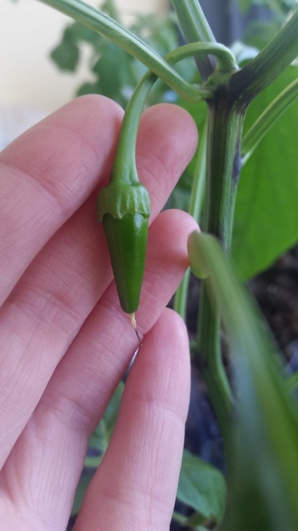 Hogyan lehet felismerni és meddő virágok alakult gyümölcsök paprika