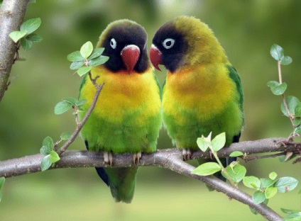 Cum de a distinge papagali - papagali și canari