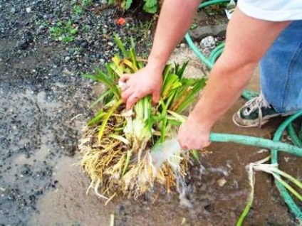 Как да се размножават чрез разделяне на храсти daylily