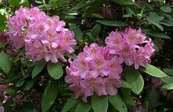 Cum să plantezi și să îngrijești rododendronul