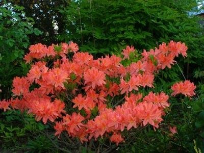 Hogyan növény és gondozása Rhododendron