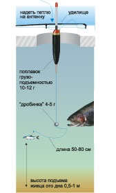 Cum să faci un paste pentru prinderea păstrăvului cu mâinile tale - prăjirea păstrăvului pe garnituri de paste, delicatețea cazului