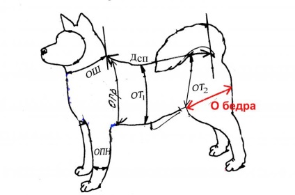 Cum să faceți măsurători de la un câine
