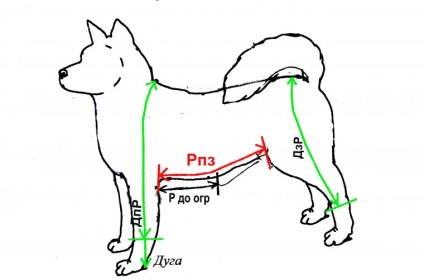 Cum să faceți măsurători de la un câine