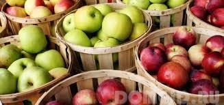Hogyan kell tartani az alma és hogyan kell tárolni alma otthon