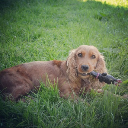 Ce fel de câine să alegi o familie, despre un prieten