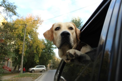 Ce fel de câine să alegi o familie, despre un prieten