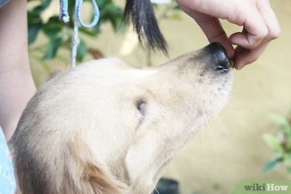 Cum să vindeci crizele focale la câini