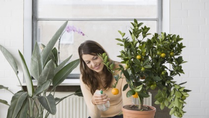 Hogyan növekszik citrusfélék otthon