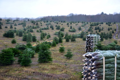 Cum să crească pomii de Crăciun în Danemarca