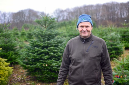 Cum să crească pomii de Crăciun în Danemarca