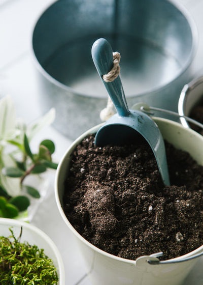 Cum să crești un bonsai acasă cum să faci un bonsai