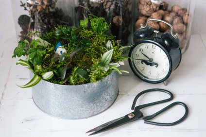 Cum să crești un bonsai acasă cum să faci un bonsai