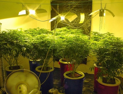 Cum să crești la domiciliu - crescând marijuana acasă, cânepă acasă