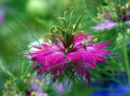 Hogyan növekszik Nigella mint hasznos Nigella