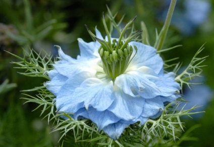 Hogyan növekszik Nigella mint hasznos Nigella