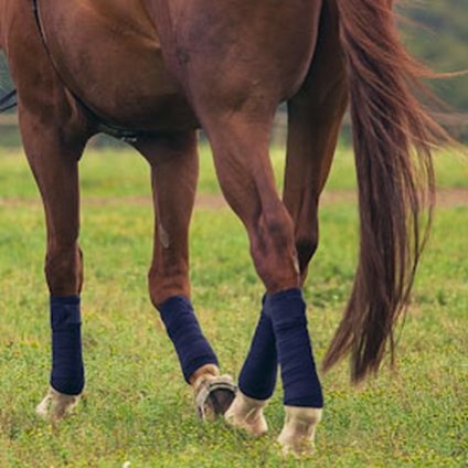 Cum de a proteja un cal folosind bandaje și nogavki, ghiduri horze