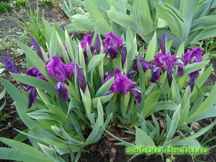 Piticii irisi plantează și îngrijesc