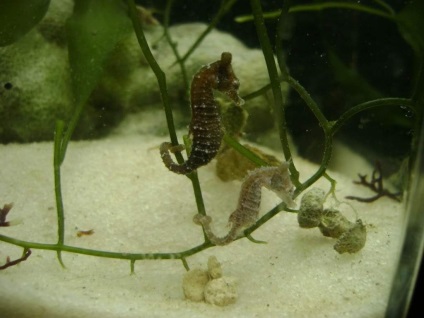 Dwarf Seahorse - un prototip subacvatic al unei bucăți de șah