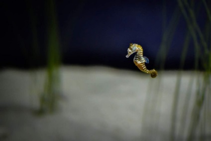 Dwarf Seahorse - un prototip subacvatic al unei bucăți de șah