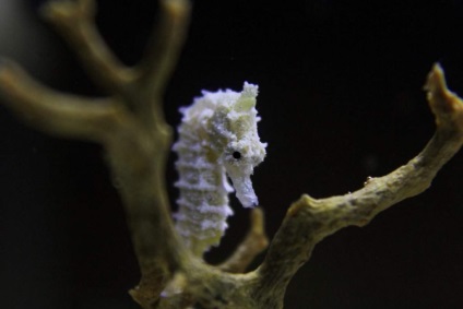 Dwarf Seahorse - un prototip subacvatic al unei bucăți de șah