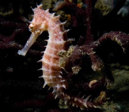 Dwarf Seahorse - un prototip subacvatic al unei bucăți de șah