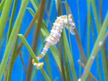 Dwarf Seahorse - un prototip subacvatic al unei bucăți de șah