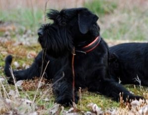 Vânătoare de nume de câini de beagle