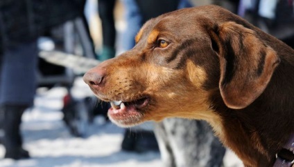 Vânătoare de nume de câini de beagle