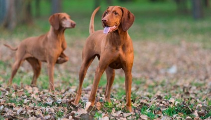 Vânătoare de nume de câini de beagle