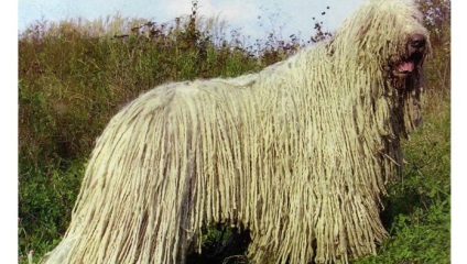 Vânătoare de nume de câini de beagle