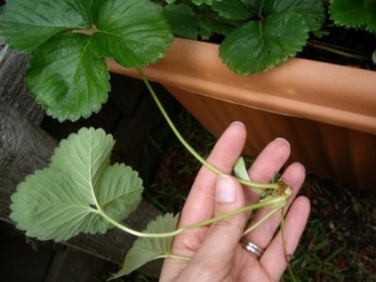 Strawberry gigant - plante, cresc și mănâncă - viața mea