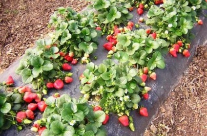 Strawberry gigant - plante, cresc și mănâncă - viața mea