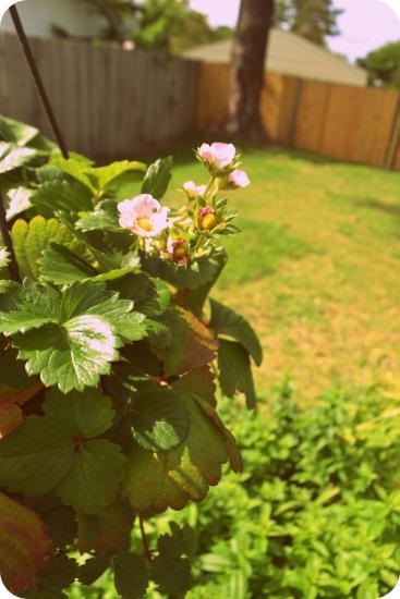 Strawberry gigant - plante, cresc și mănâncă - viața mea