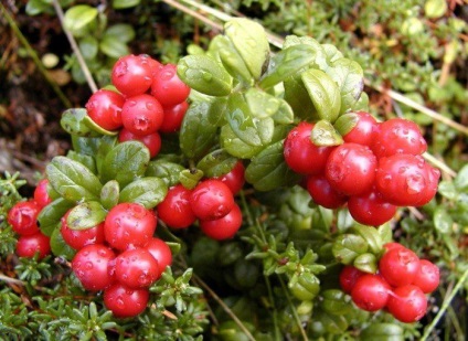 Cranberry pentru rinichii de mors în pielonefrită și pietre