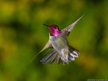 Hummingbird - cea mai mica pasare de pe planeta - 20 fotografii - poze - photo world of nature