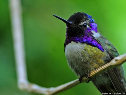 Hummingbird - cea mai mica pasare de pe planeta - 20 fotografii - poze - photo world of nature