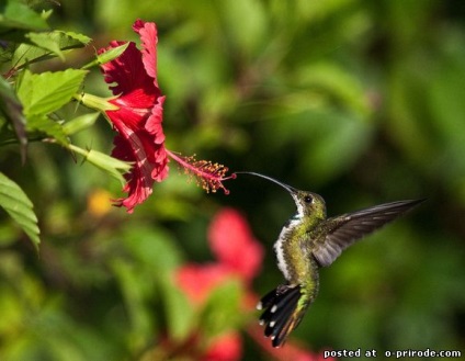 Hummingbird - cea mai mica pasare de pe planeta - 20 fotografii - poze - photo world of nature